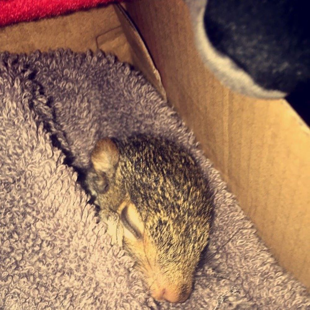 Meet your Posher, Elizabeth